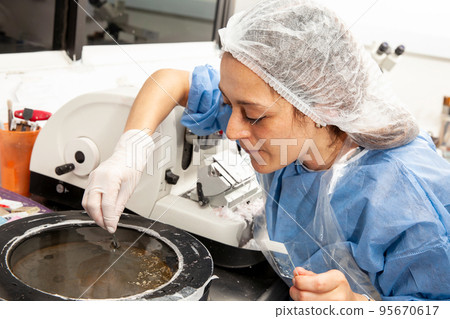 Scientist preparing a paraffin embedded tissue for pathology analysis. Floating method for Paraffin-embedded Tissue. Scientist picking up the sections onto the microscope slide from the water. 95670617