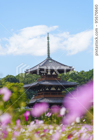 Hokiji Temple and cosmos in full bloom in the clear autumn sky (Ikaruga Town, Nara Prefecture) 95670660
