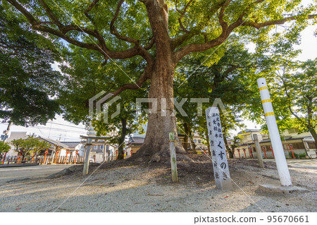 Koma Shrine Sacred Kusunoki Tree [Kyuhoji, Yao City, Osaka Prefecture] 95670661