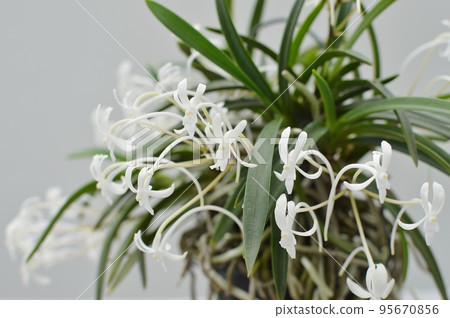 小白蘭花 95670856