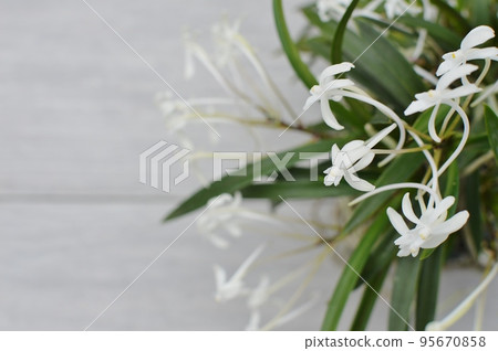 small white orchid flower small white orchid flower 95670858