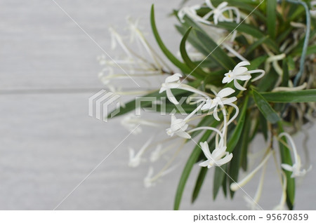 small white orchid flower 95670859