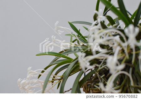 小白蘭花 95670882