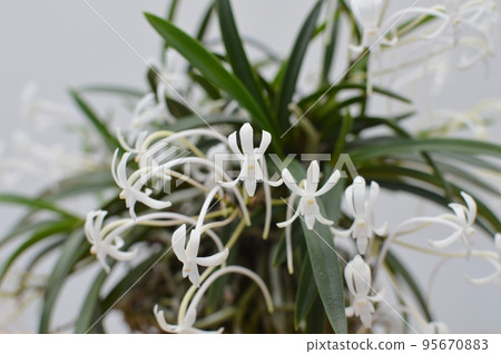 小白蘭花 95670883