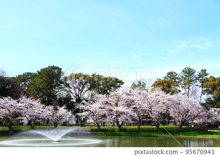 名古屋市名城公園大吹池和櫻花的風景 95670941
