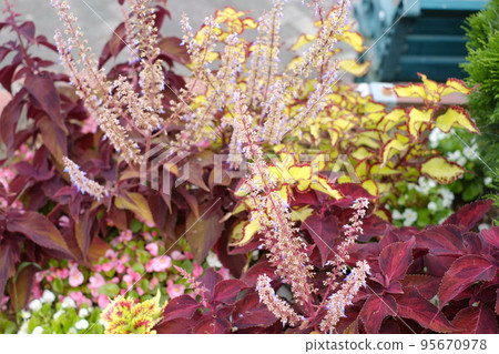 Various flowers Various flowers 95670978