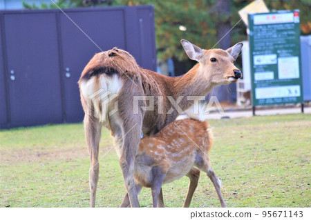 Family of deer I met in Nara Family of deer I met in Nara 95671143