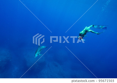 小笠原海豚游泳 女子與海豚一起游泳 小笠原海豚游泳 女子與海豚一起游泳 95671503