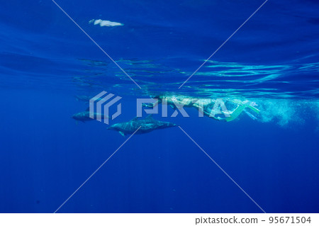 小笠原海豚游泳 女子與海豚一起游泳 小笠原海豚游泳 女子與海豚一起游泳 95671504