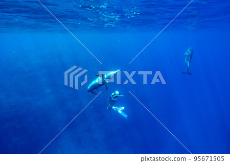 小笠原海豚游泳 女子與海豚一起游泳 小笠原海豚游泳 女子與海豚一起游泳 95671505