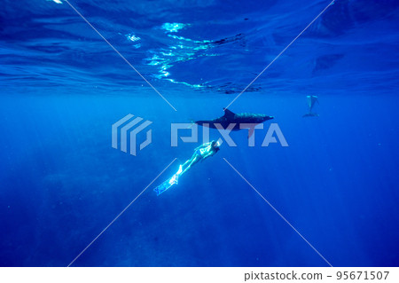 小笠原海豚游泳 女子與海豚一起游泳 小笠原海豚游泳 女子與海豚一起游泳 95671507