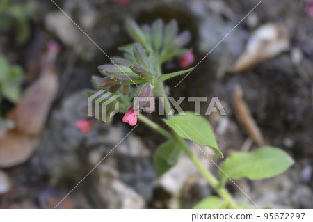 Red lungwort Red lungwort 95672297