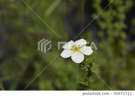 Shrubby Cinquefoil Abbotswood Shrubby Cinquefoil Abbotswood 95672311