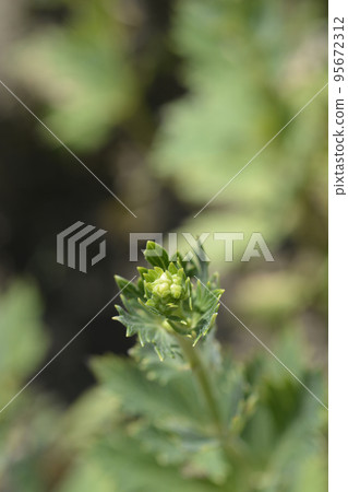 Variegated monkshood Variegated monkshood 95672312