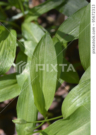 Wild garlic Wild garlic 95672313