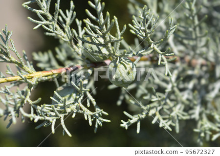 Blue Arizona Cypress Blue Arizona Cypress 95672327