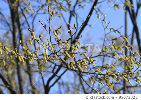 Hornbeam Fastiegata Hornbeam Fastiegata 95672328