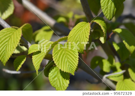 Japanese snowball Shasta 95672329