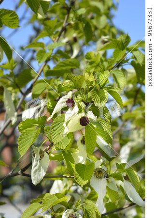 Handkerchief tree Handkerchief tree 95672331