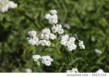 Sneezewort yarrow 95672334