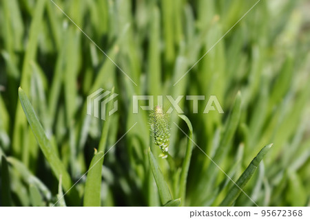 Yellow bulbine 95672368