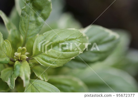 Basil Pesto Perpetuo 95672377