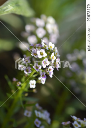 Sweet alyssum Sweet alyssum 95672379