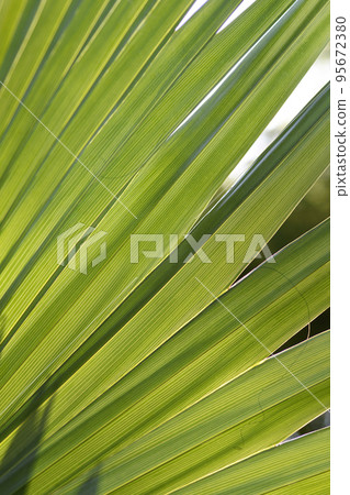 Sabal palm Sabal palm 95672380