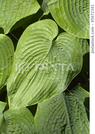 Plantain lily Elata Plantain lily Elata 95672381