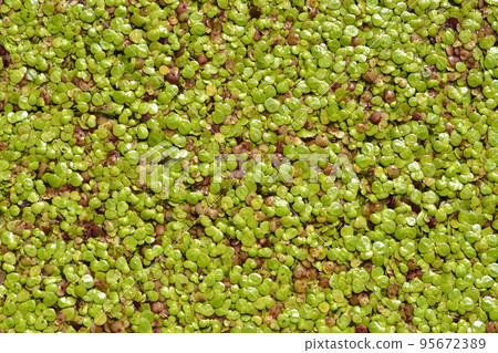 Common duckmeat Common duckmeat 95672389