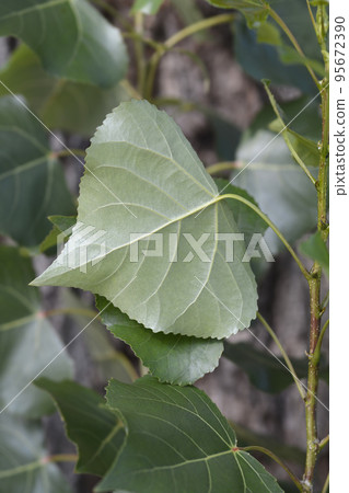 Lombardy poplar 95672390