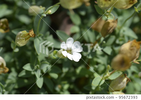 Sea campion 95672393