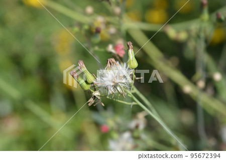 Tasselflower Tasselflower 95672394