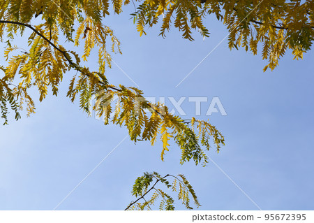 Thornless Honey locust Thornless Honey locust 95672395