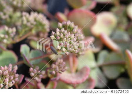 October stonecrop October stonecrop 95672405