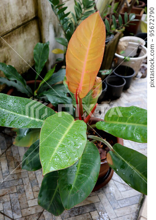 Philodendron sunlight , Philodendron or orange leaf or Philodendron selloum Philodendron sunlight , Philodendron or orange leaf or Philodendron selloum 95672790