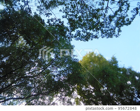 Various trees and blue sky Various trees and blue sky 95672848