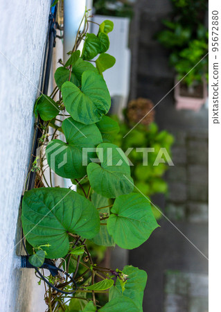 morning glory crawling on the wall 95672880