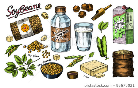 Soya beans. Milk and tofu. Soybean sketch. Pod on plant. Nuts and seeds in sack. Detailed vegetarian 95673021