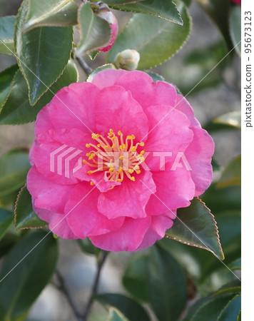 Beautiful sasanqua (Camellia sasanqua) 95673123