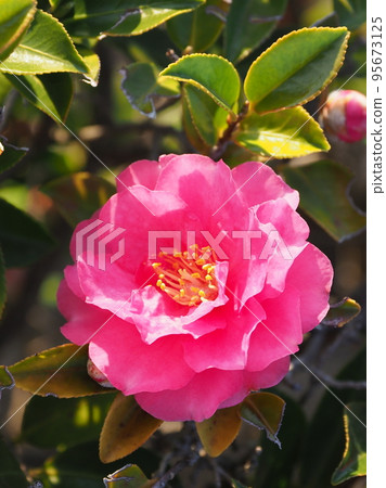 Beautiful sasanqua (Camellia sasanqua) Beautiful sasanqua (Camellia sasanqua) 95673125
