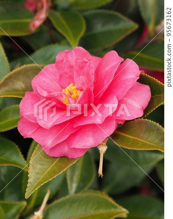 Beautiful sasanqua (Camellia sasanqua) Beautiful sasanqua (Camellia sasanqua) 95673162