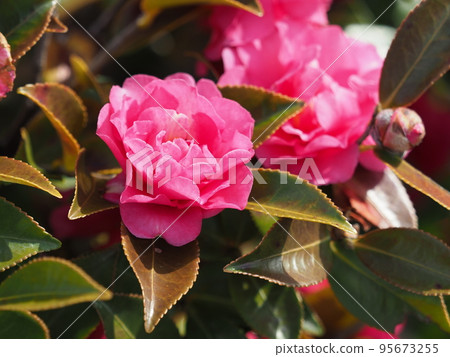 冬花山茶花 冬花山茶花 95673255