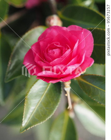 冬花山茶花 冬花山茶花 95673257