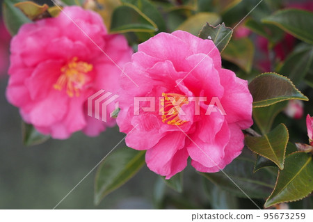 冬花山茶花 95673259