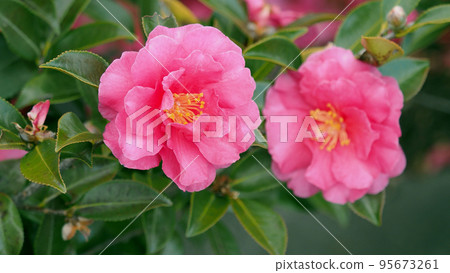 冬花山茶花 冬花山茶花 95673261