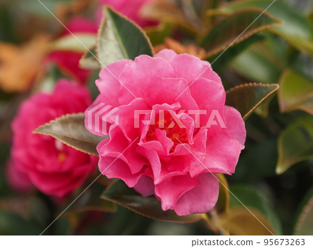 冬花山茶花 冬花山茶花 95673263