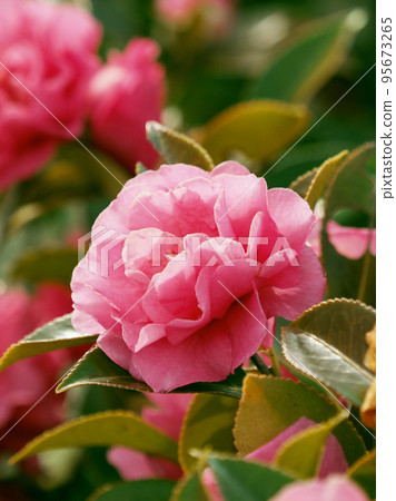 Winter flower Camellia sasanqua 95673265