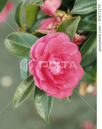 Winter flower Camellia sasanqua Winter flower Camellia sasanqua 95673274