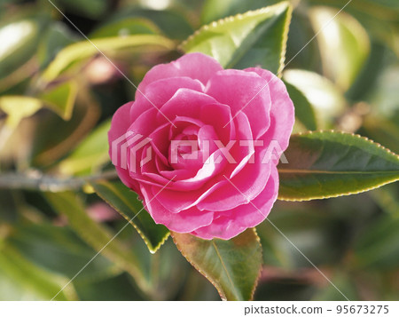 Winter flower Camellia sasanqua Winter flower Camellia sasanqua 95673275